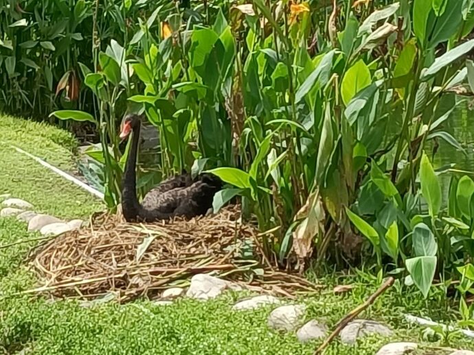 秋紅谷景觀生態公園喜事連連  黑天鵝最佳生態保育示範場域