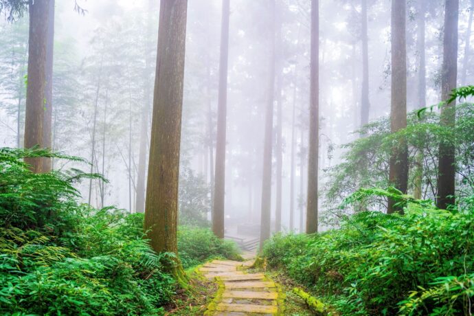 天氣漸涼嘉義茶園步道覓茶香  稜線上遼望青蔥蓊鬱群山仙境