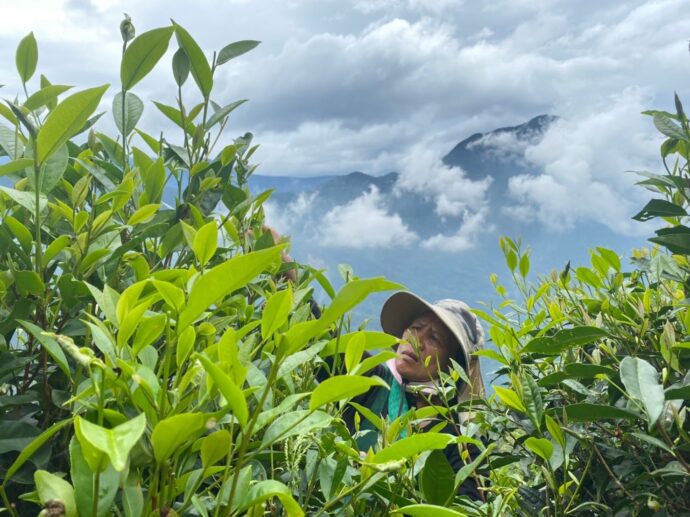 品嚐純淨天然的友善生態茶  高雄山茶野放南港展覽館茶博會