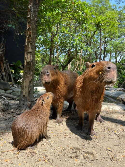 壽山動物園與頑皮世界合推聖誕跨年優惠  動物粉有福了