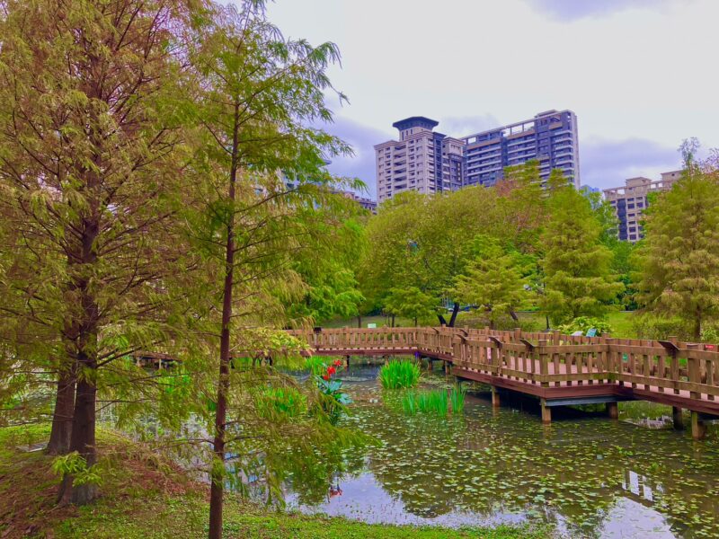 唯美金黃池畔落羽松秘境，新北親子共遊必推這3個落羽松公園