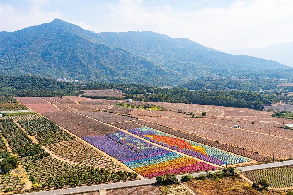 10萬顆鳳梨彩繪穿山甲地景　屏東銀獅農莊鳳梨田驚豔登場