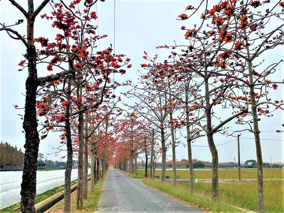 春遊台南   追花、賞燈雙享饗