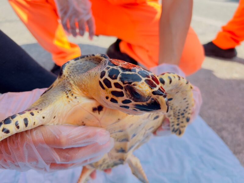 高雄市實踐海洋保育教育的核心價值  成功救援海洋生物