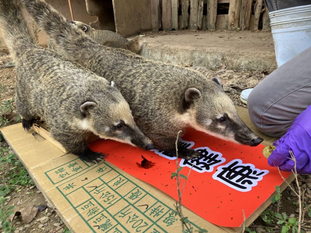 向可愛動物拜年！新竹動物園辦春節特展丨限量河馬樂樂小春聯等你拿