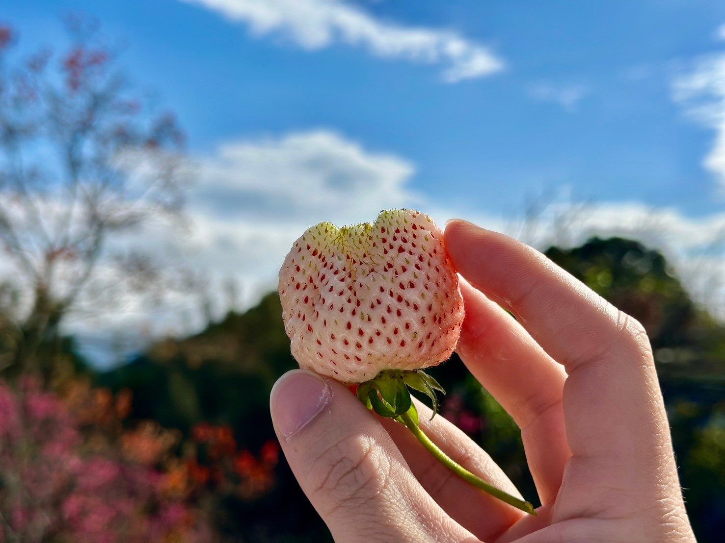 3/2 – 4/28 線上好康滿滿！「2024內湖草莓季」打造甜蜜饗宴