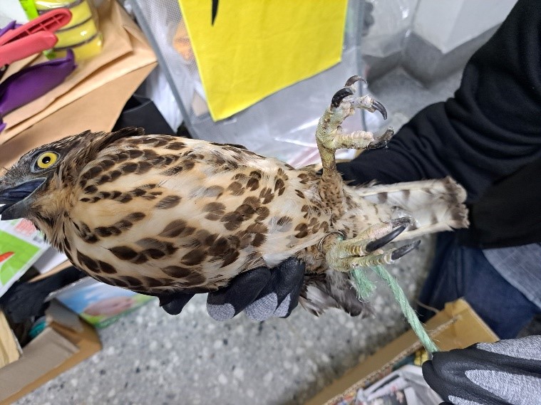 珍稀保育類鳳頭蒼鷹落難　救援發現疑被飼養　新北動保處:私自飼養恐觸野保法