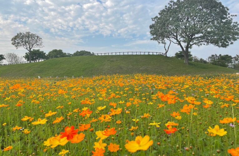 橘黃色大軍來襲！　中市后里環保公園波斯菊花海盛開美炸