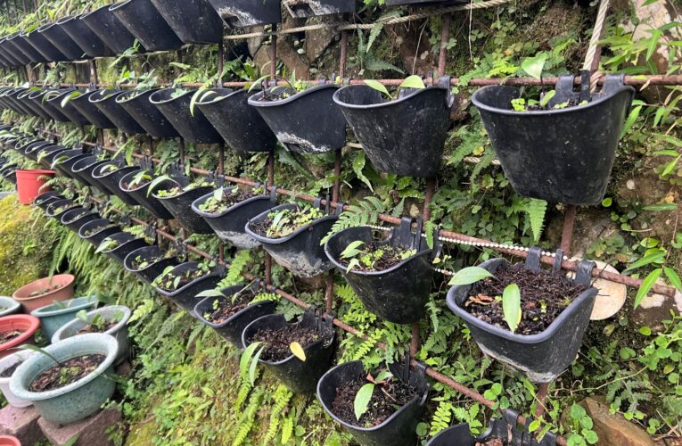 極危物種豔紅鹿子百合　 平溪紫東社區復育成功　在台北植物園種植　7、8月即可賞花