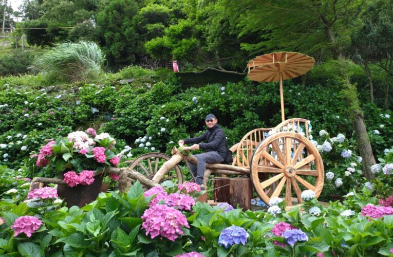 徜徉初夏竹子湖繡球花海　享受農園童趣好時光