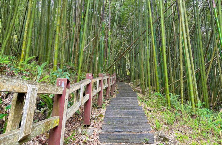 嘉義秘境探訪豐山村石盤谷步道　採摘紅肉李品嚐風味餐