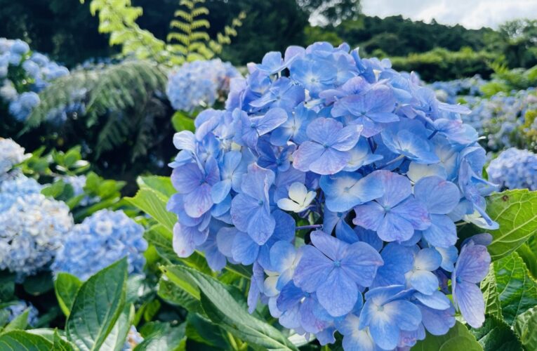 紫陽花爭豔　把握竹子湖花季尾聲