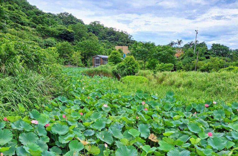 南港清涼荷花祭　急凍夏季艷陽