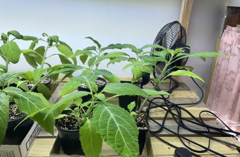 高市刑大飛象過河 | 破獲彰化鄉間秘密毒品溫室植物園