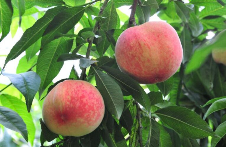 中高海拔避暑勝地 梅峰農場享在地有機蔬果