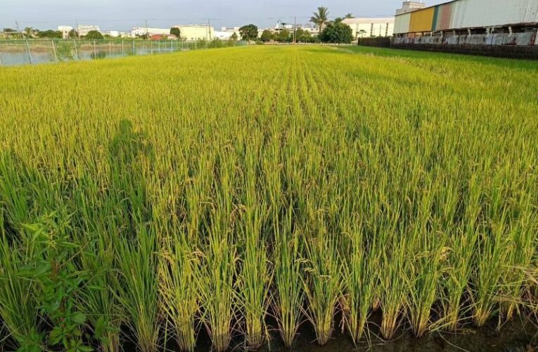 嘉南稻穀品質顧好保收益 籲成熟再採收