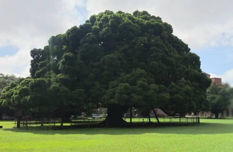 世界大學影響力2024排名揭曉 成大再度蟬連全台第1