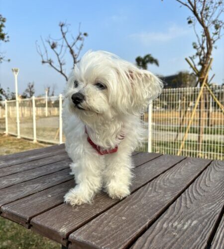 趣味十足的毛孩運動會  6/22楠梓「好伴公園」等你來闖關打怪