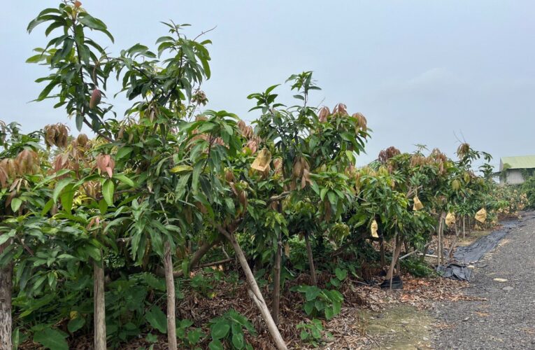 113年2月低溫造成嘉義市改良種芒果著果率不佳　即日起受理現金救助申請