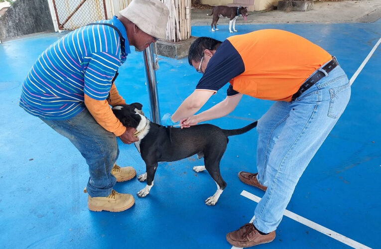恆春出現今年屏東首例白鼻心狂犬病