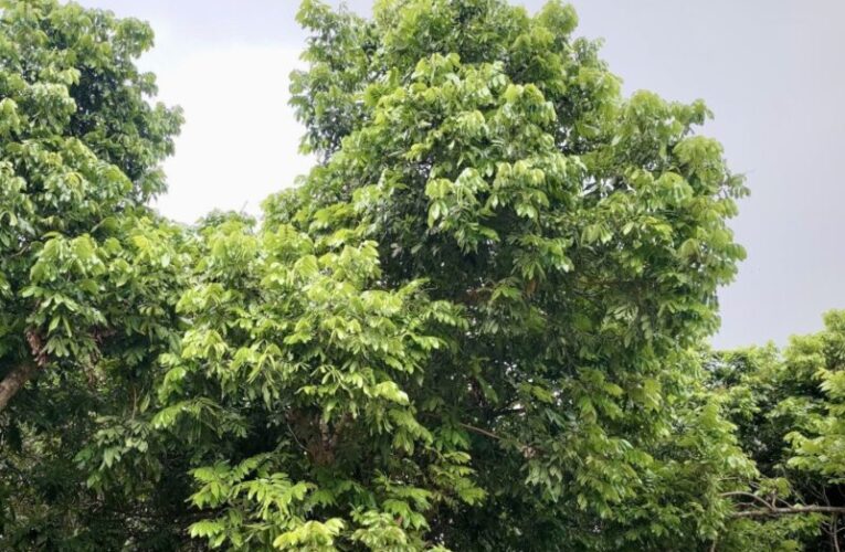 高雄蜂群農損救助　即日起受理救助與低利貸款申報