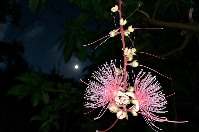 夏日煙花伸手摸得到　榮星花園夜間限定美景