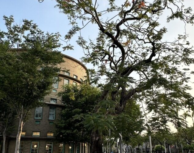 80年的陪伴！感傷嘉義市立美術館鳳凰木　不敵強颱傾倒