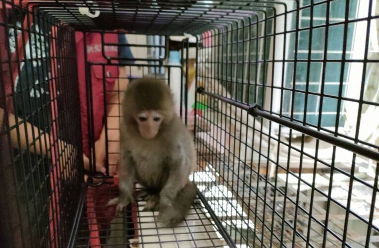 小獼猴三重區出沒　新北動保處架籠誘捕　籲遇見獼猴　不干擾、不接觸、不餵食