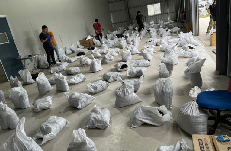 三環幫竊電培育大麻栽種｜刑事局一大二隊查獲上千植株根部逮幕後金主