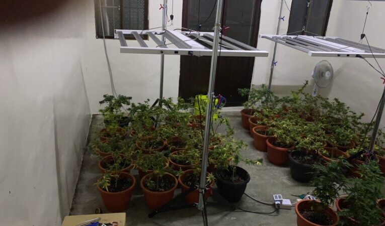 中市查獲207株大麻 民宅自耕農落網