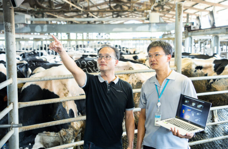 幫乳牛量BMI　工研院農工智慧科技精準快速掌握乳牛的胖瘦度分級