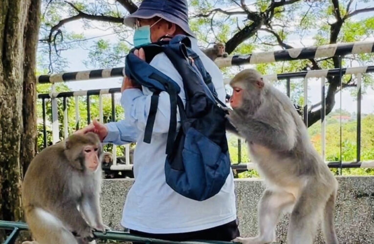 當獼猴鄰居來敲門！壽山動物園教你和平共處秘訣