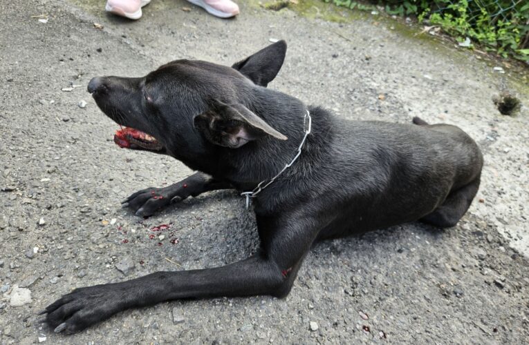 民眾趕上班撞傷犬隻未停車未報案　新北動保處開罰3萬元
