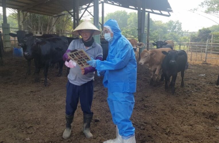 牛結節疹再度現蹤金門   高市協助農民做好生物安全措施 守護高雄牛