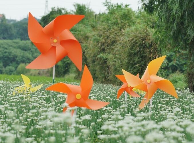 桃園大溪韭菜花季　賞感九月雪浪漫遊花海