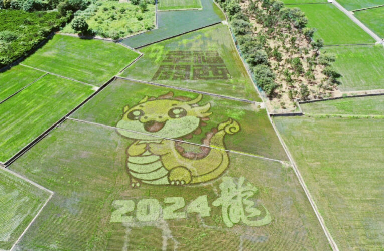 2024稻關西走走趣!　「稻田彩繪暨市集活動」9/28、9/29魅力登場