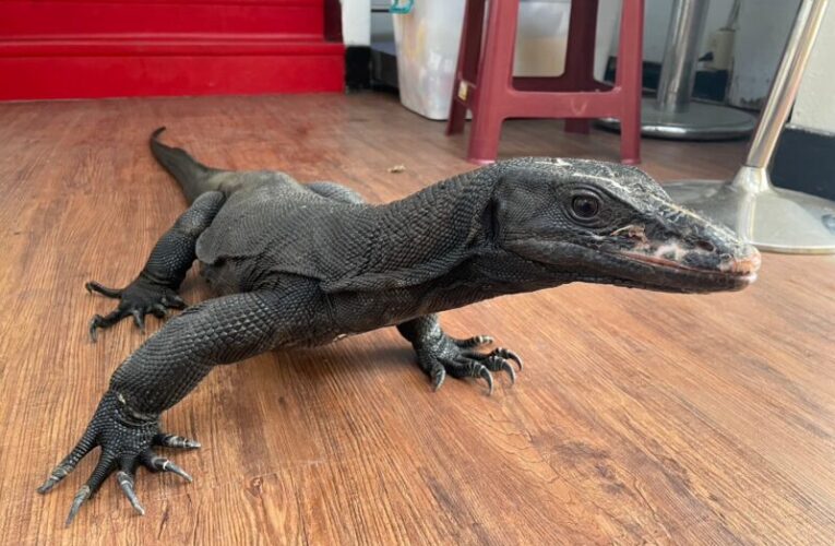 桃市特殊寵物認養活動開跑　懂牠再養牠友善對待動物