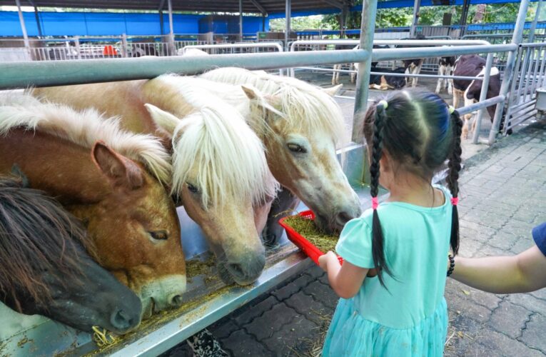 阿里山腳下的親子樂園　中埔鄉農創園區與特色體驗一日遊