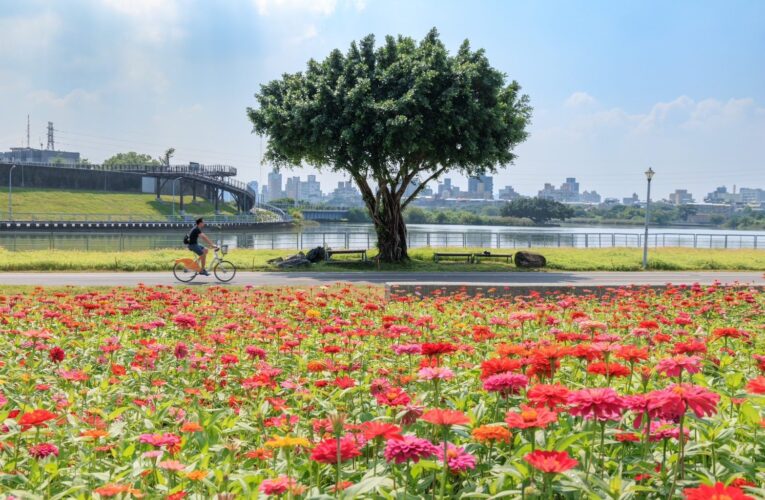 北市河雙21號河濱公園首波花海綻放　百日草繽紛迎秋