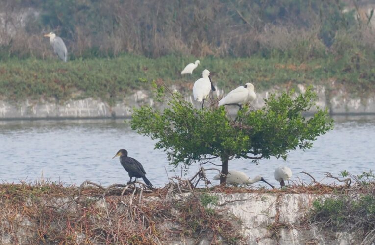 秋冬東石親子生態遊　體驗觀鳥、抓螃蟹、烤蚵吃到飽