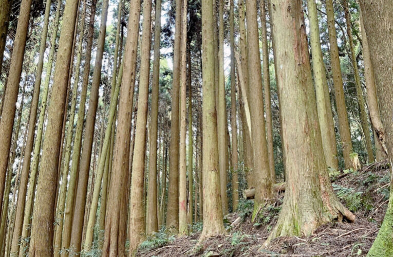 苗栗南庄加里山步道大坪段已無餘蜂徘徊　自10/23日起恢復通行
