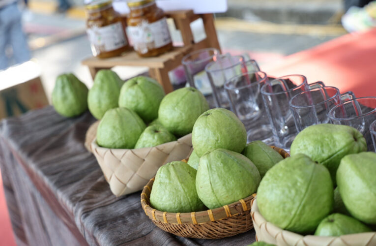 品嚐當季芭樂 一起饗樂芭！山上芭樂節熱鬧登場