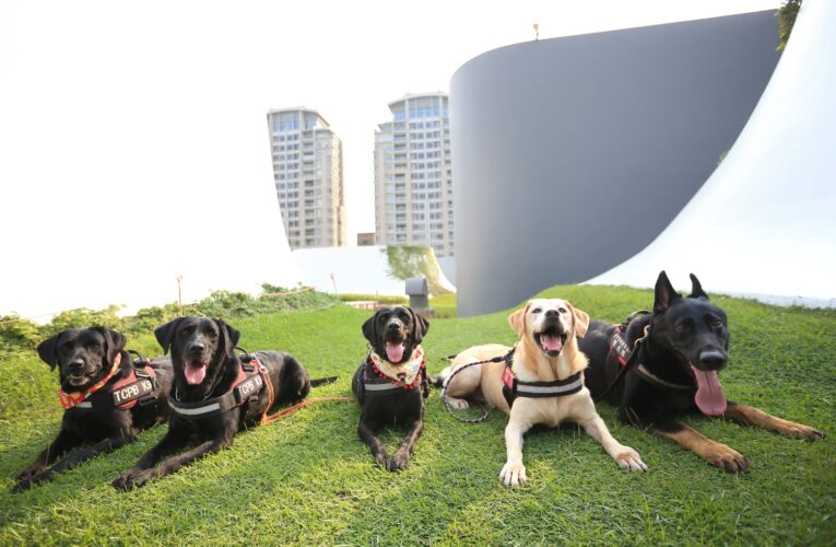 服役7年警犬光榮退役｜臺中市警局邀請市民參與領養