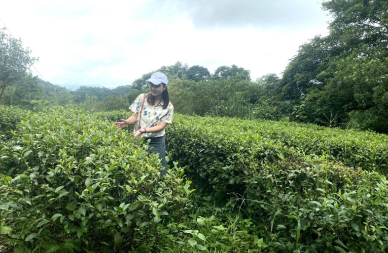 南港舊莊包種茶初冬飄香！　茶山香氣與桂花步道的療癒之旅