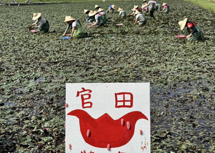 官田菱香正濃期 嚐鮮正是時