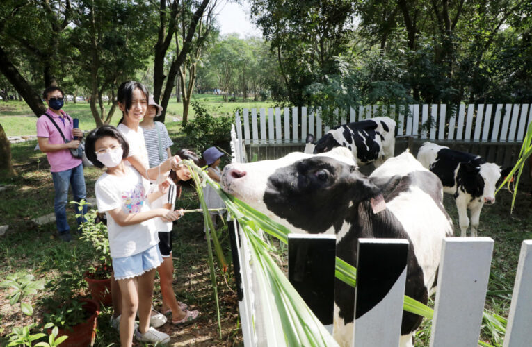 臺南柳營牛奶節德元埤荷蘭村登場 歡迎來暢遊支持國產鮮乳