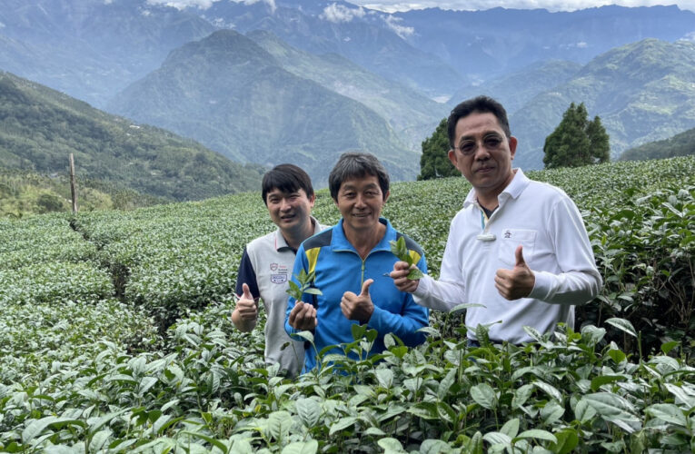 友善土地保育生態 來嘉品茗有機友善茶滋味