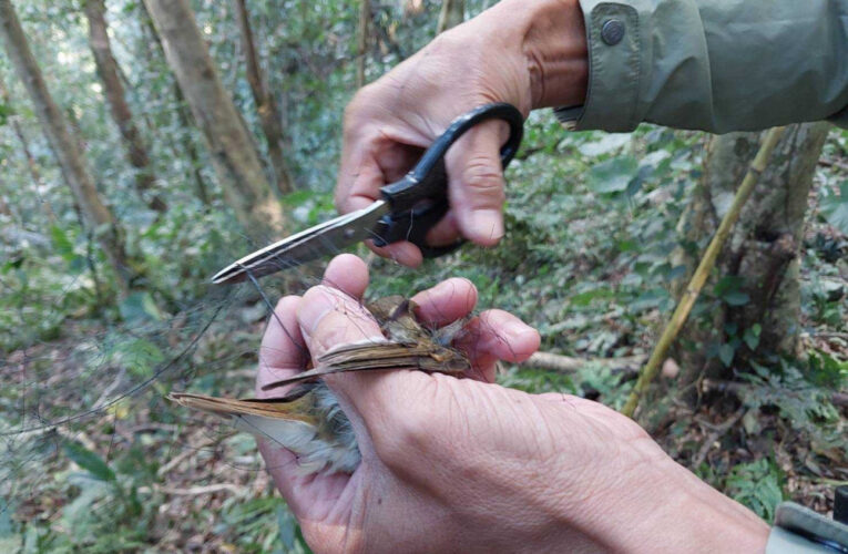 北風起，候鳥徙　林保署新竹分署呼籲不要違法加設鳥網或籠具捕鳥