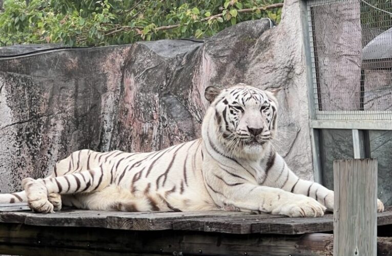 壽山動物園暖推免費入園  感謝風災救援英雄