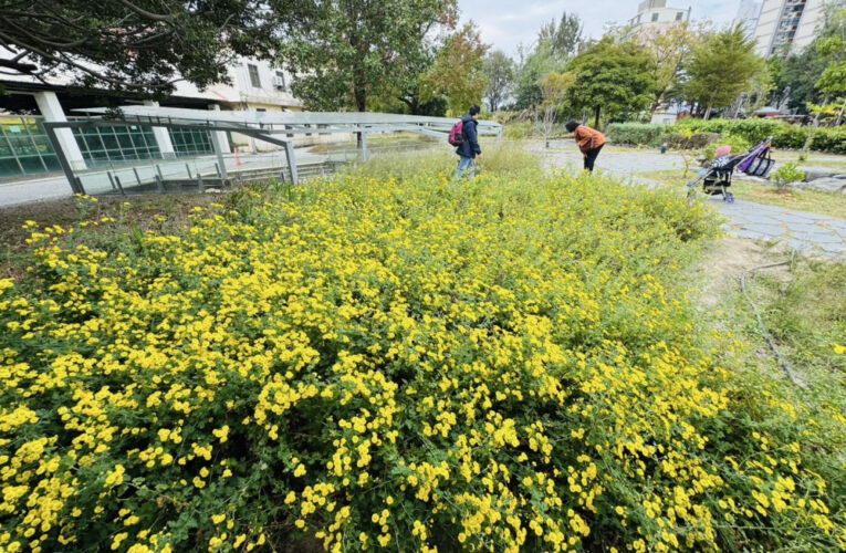 新竹油菊花海盛放將軍村　「在風城撒野」展現受脅植物復育成果